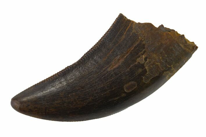 Serrated, Tyrannosaur (Nanotyrannus?) Tooth - South Dakota #143942